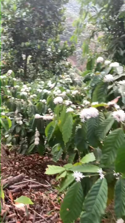 Đất nền Phường Đạ Ty Pleiku 10.000m² giá 1 tỷ - Tiềm năng tăng giá!