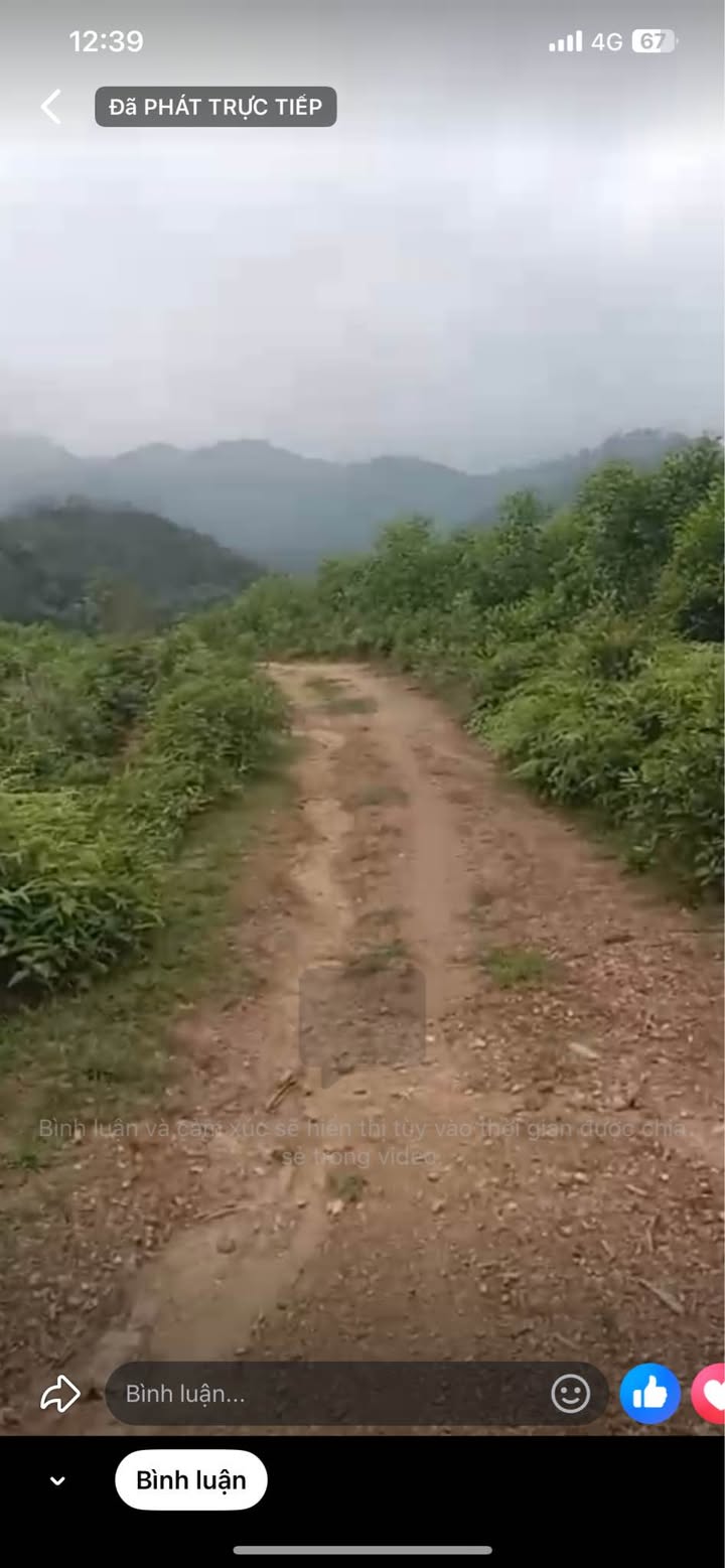 Bán Gấp 70.000m² Đất Trồng Keo, Mặt Tiền 150m Đường, Hương Khê, Hà Tĩnh