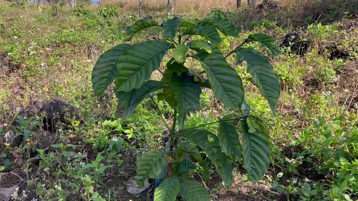 Đất Nền Buôn Choah, Krông Nô 6.5ha giá hơn 800 triệu - Tiềm năng tăng giá!