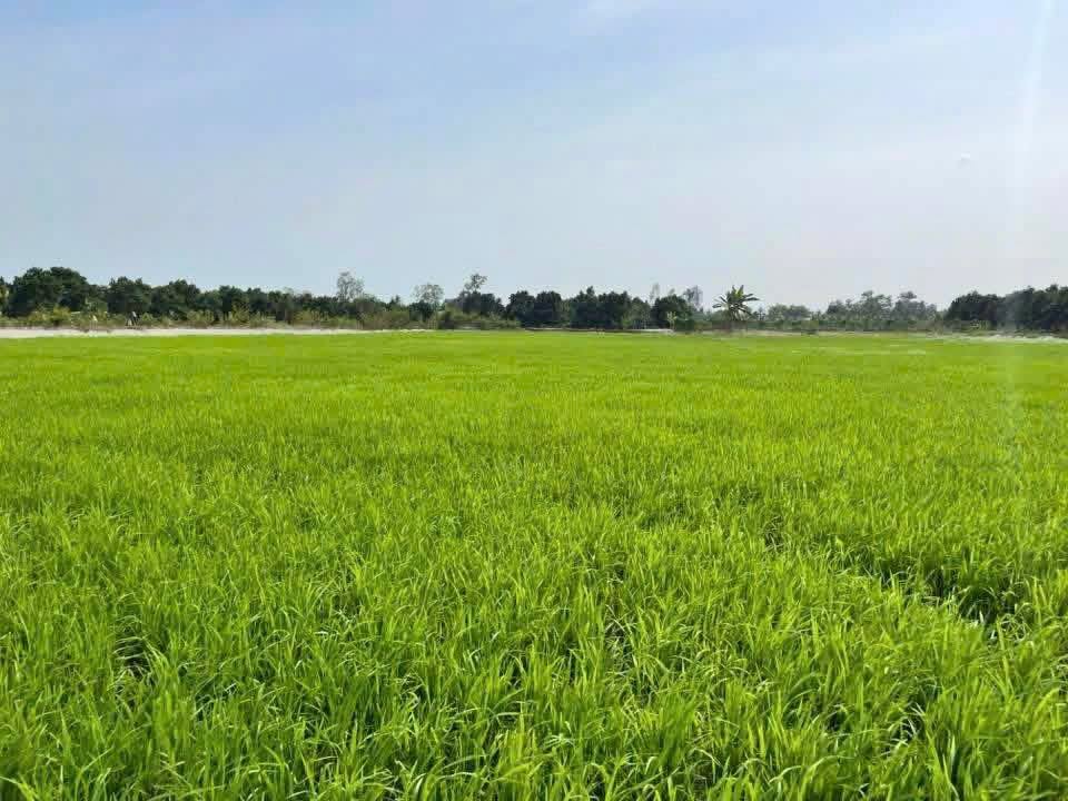 Đất Ruộng Hậu Giang 10.000m² chỉ 1.4 tỷ - Sổ đỏ chính chủ, tiềm năng lớn!