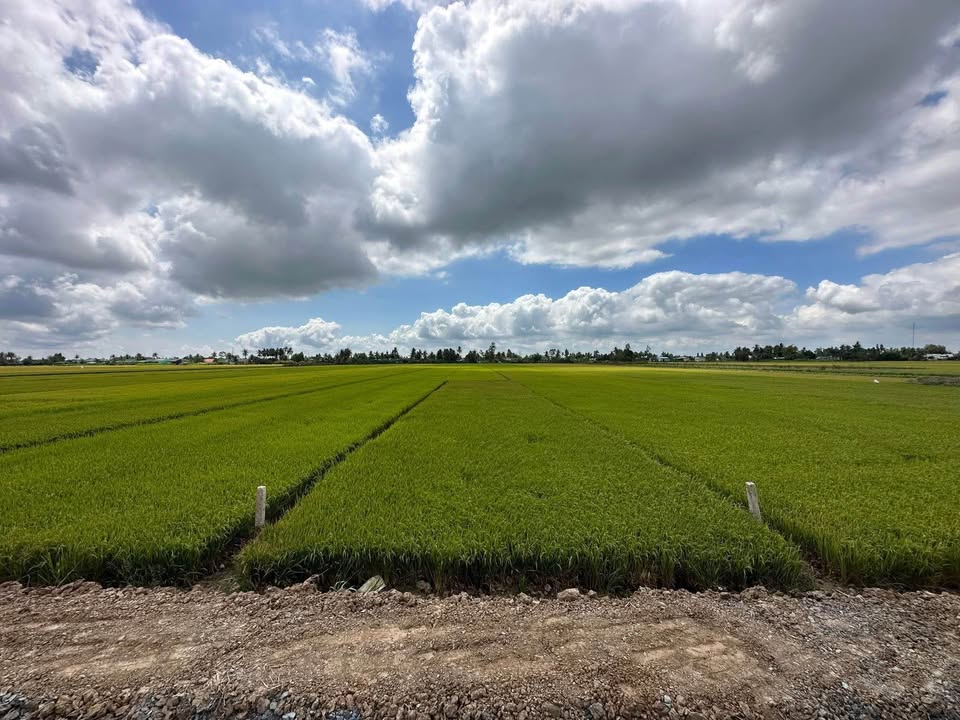 Đất Nền Tiền Giang 420m² - Mặt Tiền Tỉnh Lộ 864 Giá 850 Triệu