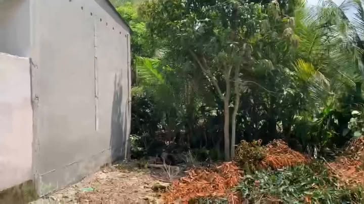 Đất nền Cai Lậy 517m² giá 290 triệu - Sổ đỏ chính chủ, đường ô tô!