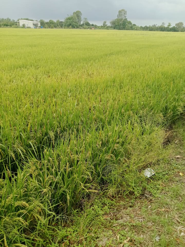 Đất Vườn 36.000m² Đồng Tháp - Cho Thuê Lâu Dài, Sẵn Sàng Làm Vườn