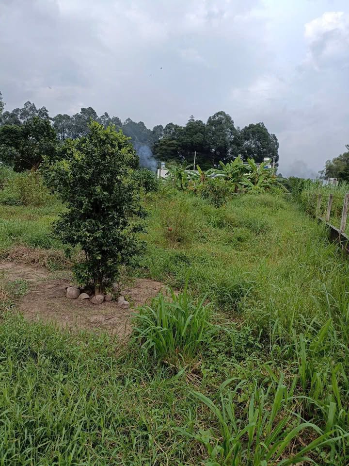 Đất Nền Tân Phú Trung 600m² Chỉ 3.5 Tỷ - Tiềm Năng Tăng Giá Vượt Trội!