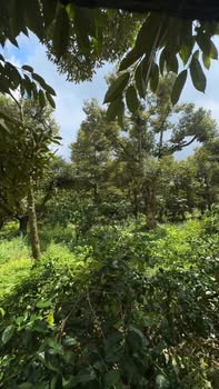 Bán Gấp Đất Sầu Riêng Long Tiên, Tiền Giang - 7.65 Tỷ