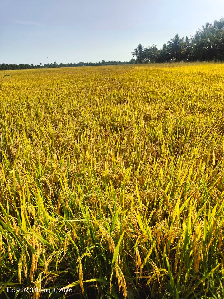 Đất Nền Vĩnh Long 125m² - Sổ Đỏ, View Sông, Giá Chỉ 190 Triệu