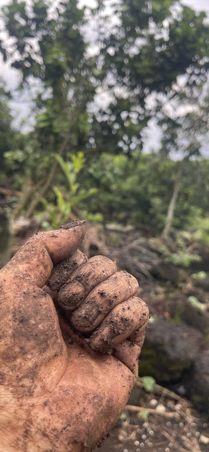 Đất Vàng Đồng Nai: 1800m² Phú Tân Định Quán - Sổ Hồng Sẵn Sàng - Giá 1.2 Tỷ