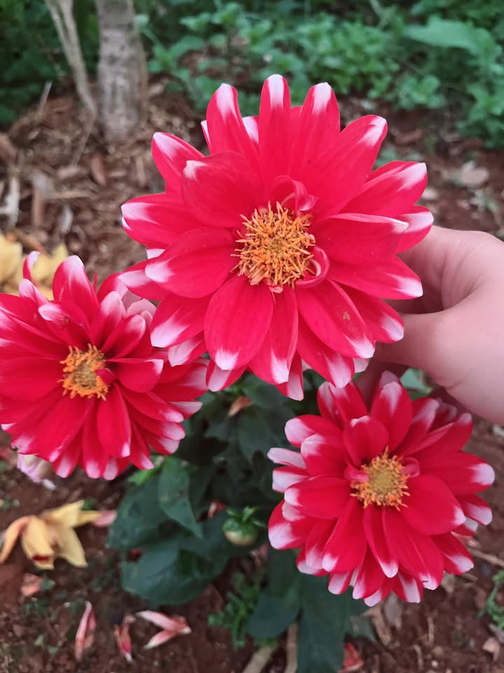 Đất nền Mộc Châu 1350m² giá 3 tỷ - Tiềm năng tăng giá vượt trội!