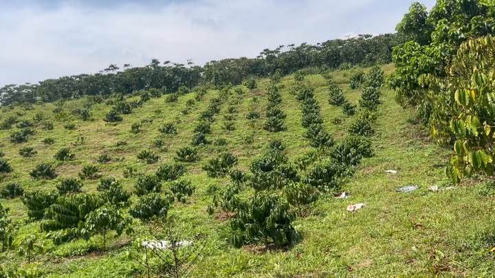 Bán Đất Vườn 5700m² Bảo Lộc - Sổ Sẵn, Giá 3.7 Tỷ TL