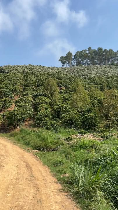 Đất Vườn Lâm Hà 3800m² Sổ Đỏ - Giá Đầu Tư 1.3 Tỷ