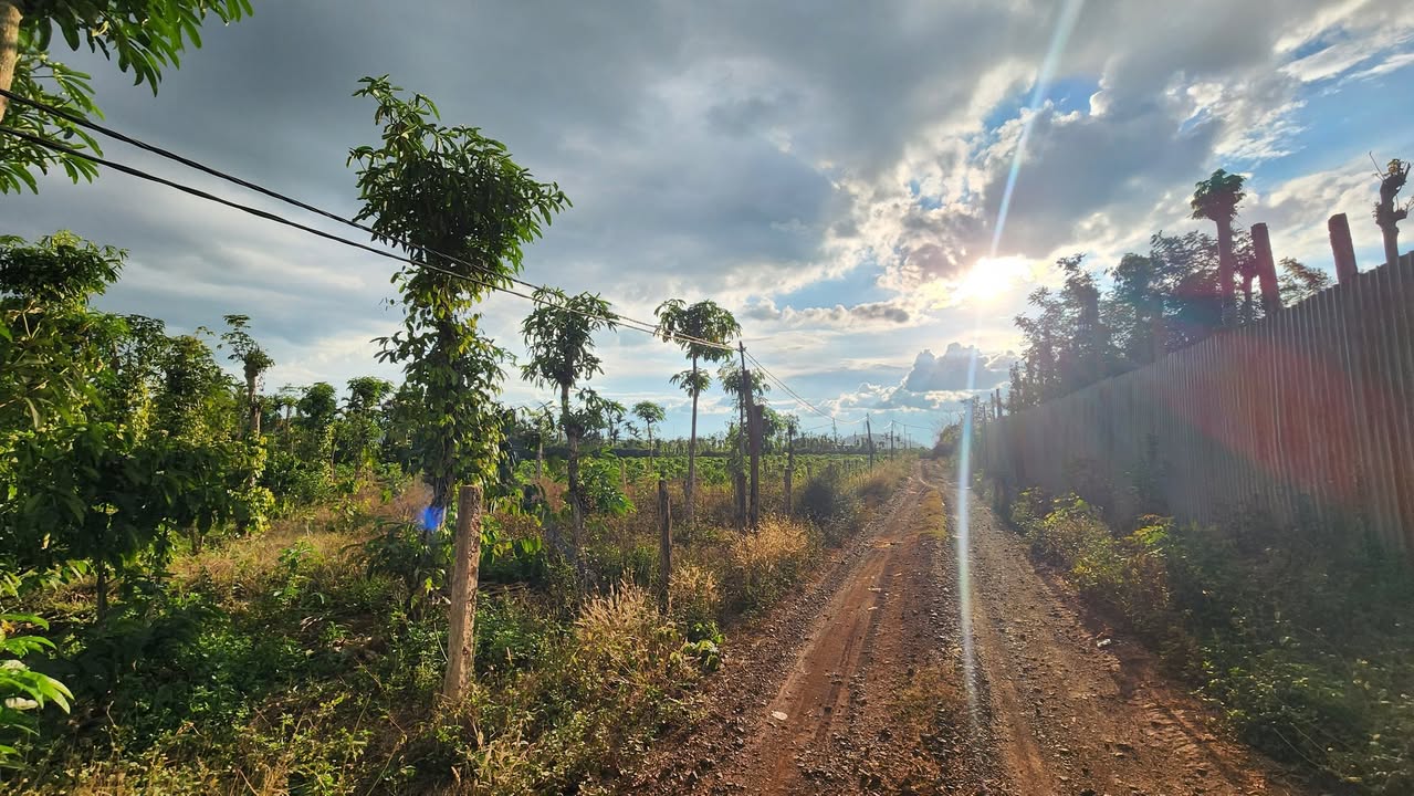 Đất nền Phường Ea Tam, Buôn Ma Thuột 990m² - Sổ đỏ chính chủ, giá tốt!