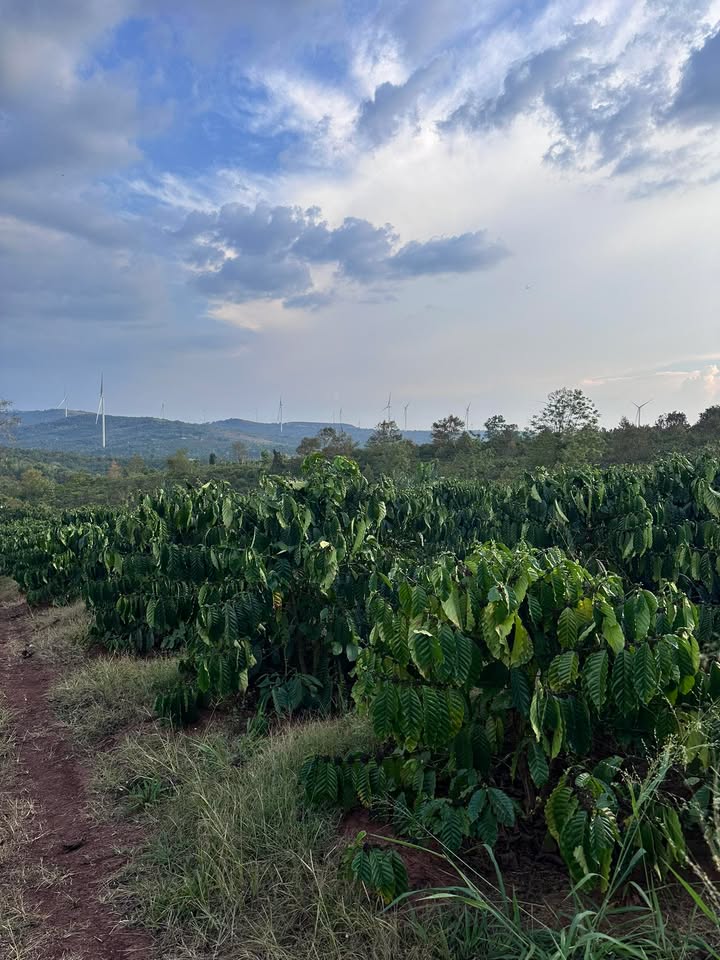 Đất Vườn Krông Buk Đắk Lắk 13.000m² - Không gian Sinh thái xanh!