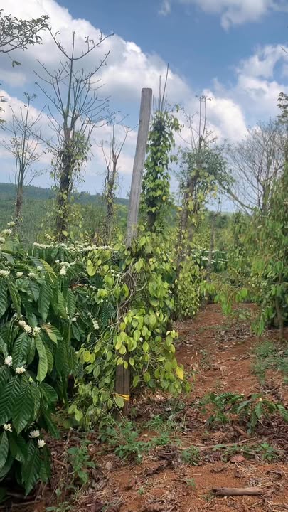 Bán Gấp Farm 11.000m² Xã Thuận Hạnh, Đắk Nông - 1.5 Tỷ