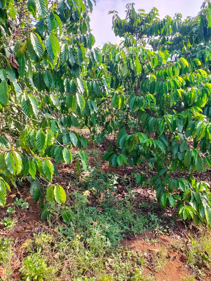 Đất Lộc Phát Bảo Lộc 13.000m² - Sổ Đỏ Sẵn Sàng Đầu Tư