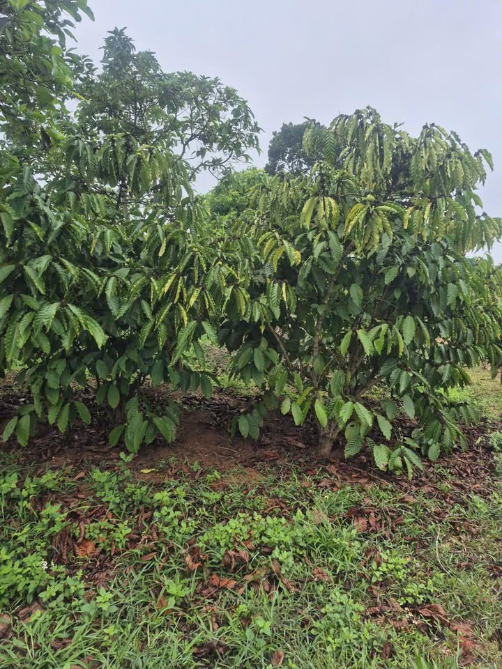 Đất Vườn Lộc An, Bảo Lâm 13.000m² - Nghỉ dưỡng lý tưởng!