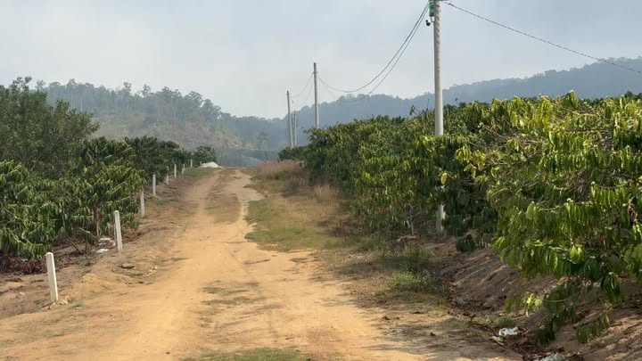 Đất Lâm Hà 3600m² - Sẵn Thổ Cư, Kinh Doanh Cafe - Giá 950 Triệu