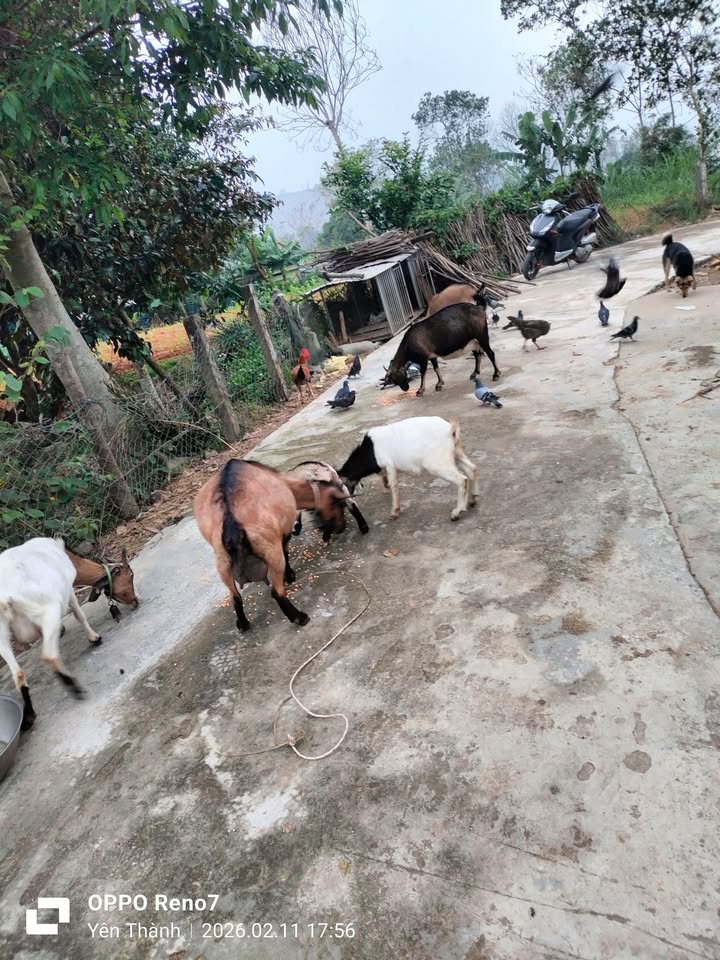 Nhà Xưởng An Phú, Dĩ An 270m² – Hơn 4 Tỷ, Đầu Tư Sinh Lời!