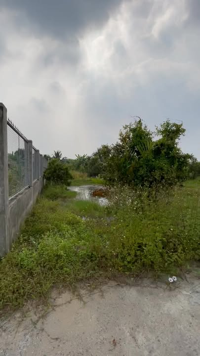 Đất Vườn Mỹ Lộc Cần Giuộc 500m² giá 1.5 tỷ - Sổ hồng sẵn, ô tô vào tận nơi!