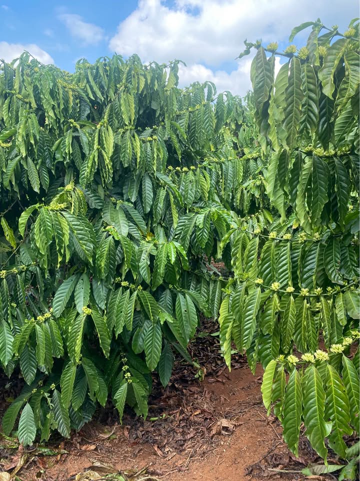 Đất Nền 2520m² Sổ Đỏ Thổ Cư Tại Tân Văn, Lâm Hà - Giá 4.7 Tỷ