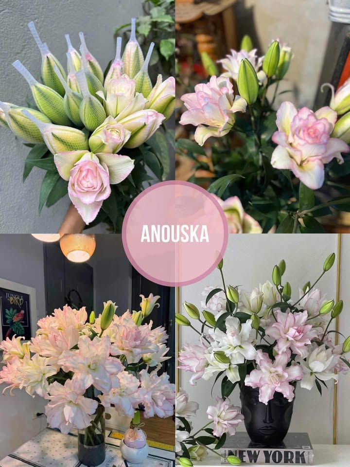 Bán đất 160m² mặt đường Lê Quý Đôn, Hà Tĩnh - Vị trí đắc địa, quy hoạch sông đà