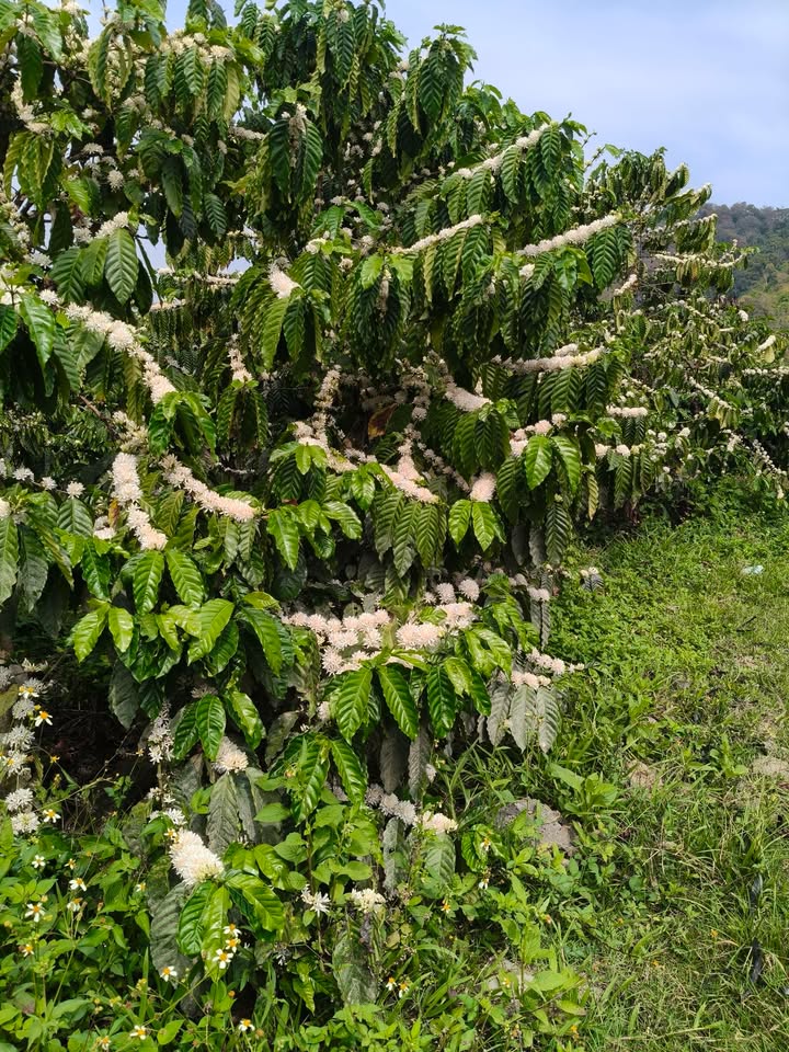 Bán Đất Nền 3600m² Mặt Đường Đất Xã Quảng Phú, Đắk Nông - Giá 1.4 Tỷ