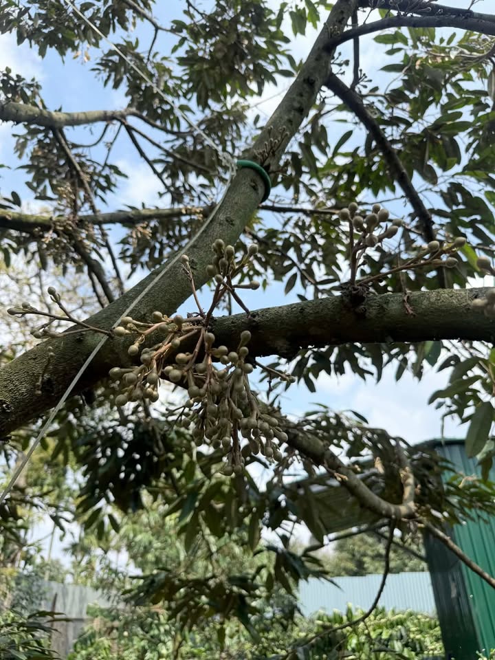 Đất nền Krông Bông 1036m² - Sổ đỏ chính chủ!