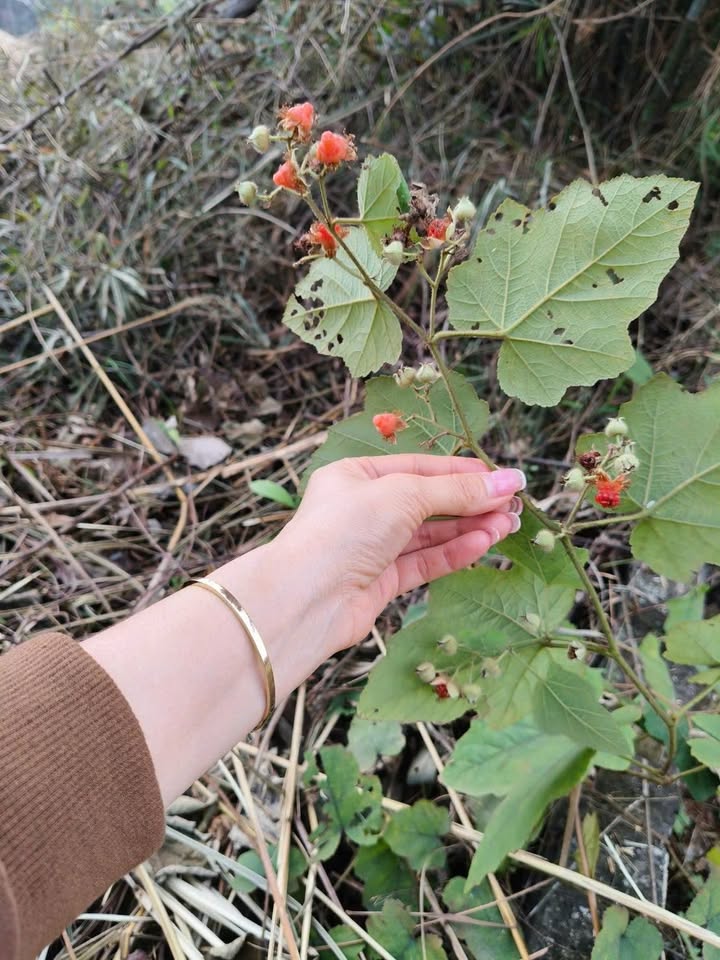 Bán Đất Vàng Yên Bái 480m² Ngõ Ban Dân Tộc - Giá Đầu Tư