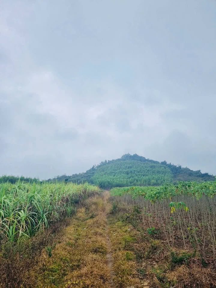 Đất Vườn Thôn 1, Hoà Trí, Khánh Vĩnh 6853m² - Đầu tư dài hạn!