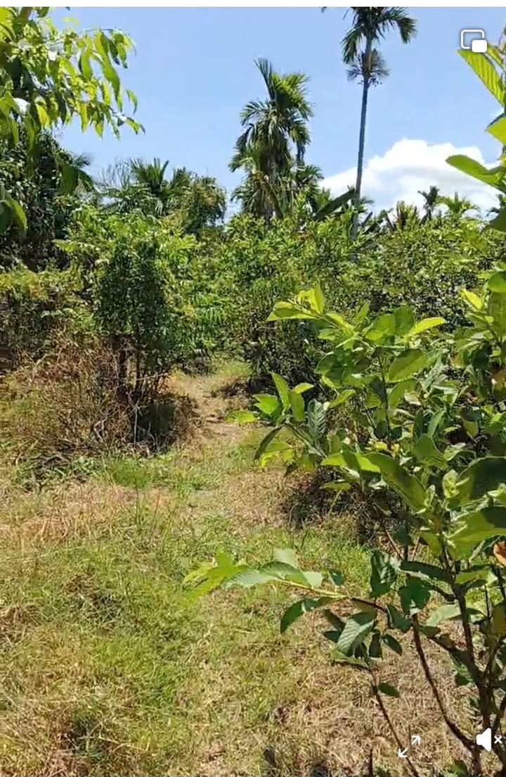 Đất vườn Kế Sách 4800m² - Nghỉ dưỡng lý tưởng, có sẵn cây trái!