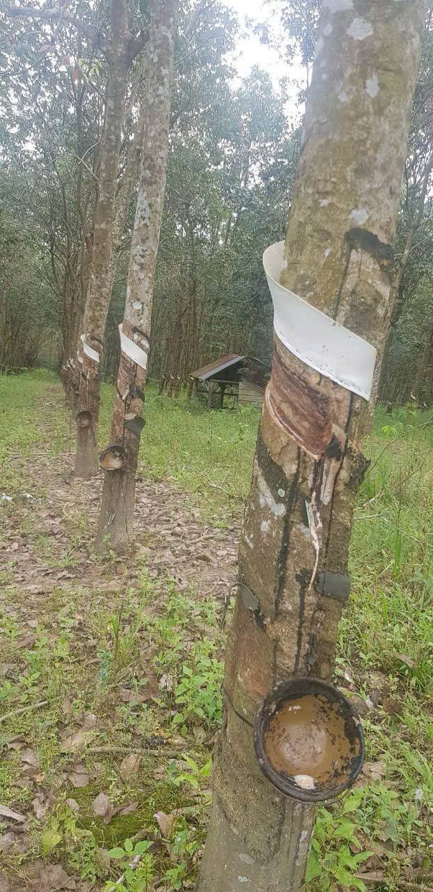 Bán Gấp Đất Vườn 10.3ha Tân Châu, Tây Ninh - Sẵn Sàng Đầu Tư