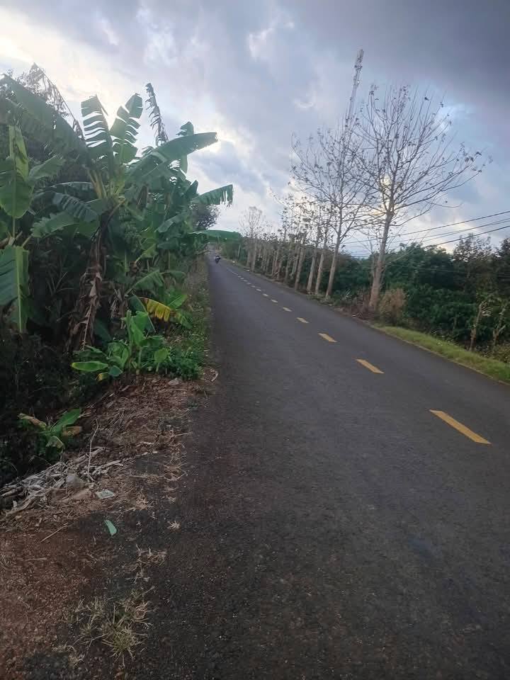 Đất Vườn Lâm Đồng 2.3ha Sầu Riêng Bơ - Sổ Đỏ, Mặt Tiền Đường 90m