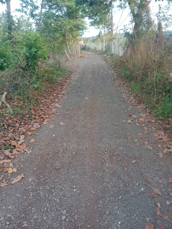 Bán Đất Farm Đắk Lắk 9200m² - Vườn Sầu Riêng & Cà Phê - 2.3 Tỷ