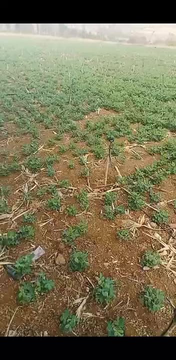 Bán Gấp 1.8ha Đất Đỏ Gia Lai, Sổ Đỏ Riêng - Giá Đầu Tư 1.6 Tỷ