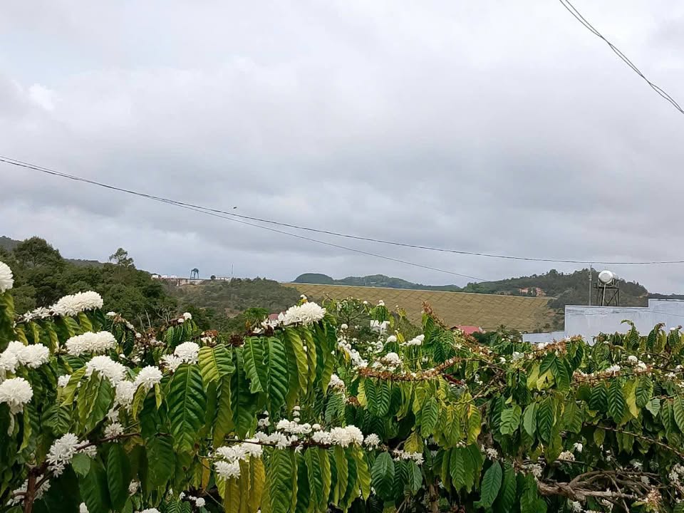 Đất nền Ninh Gia, Đức Trọng 288m² giá 1.5 tỷ - Tiềm năng tăng giá!