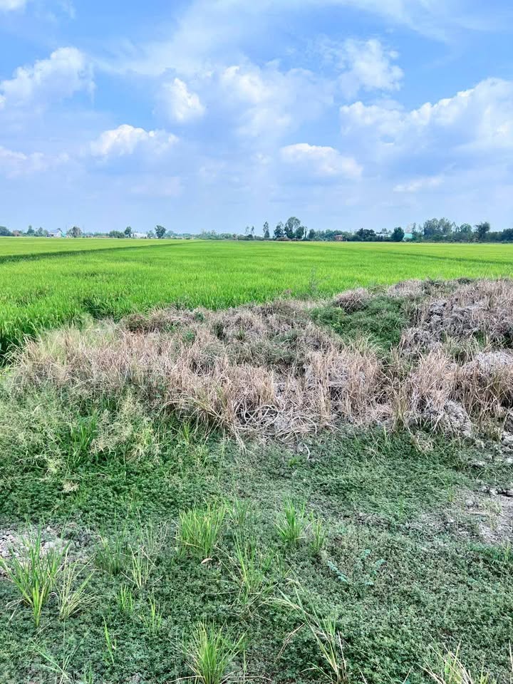 Bán 11.000m² Đất Vườn Tân Thạnh Long An 1.98 Tỷ - Nghỉ Dưỡng Lý Tưởng