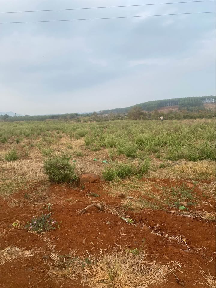 Cho thuê 1ha đất Ia Grai, Gia Lai - Sẵn sàng kinh doanh, giá chỉ 180 triệu/năm