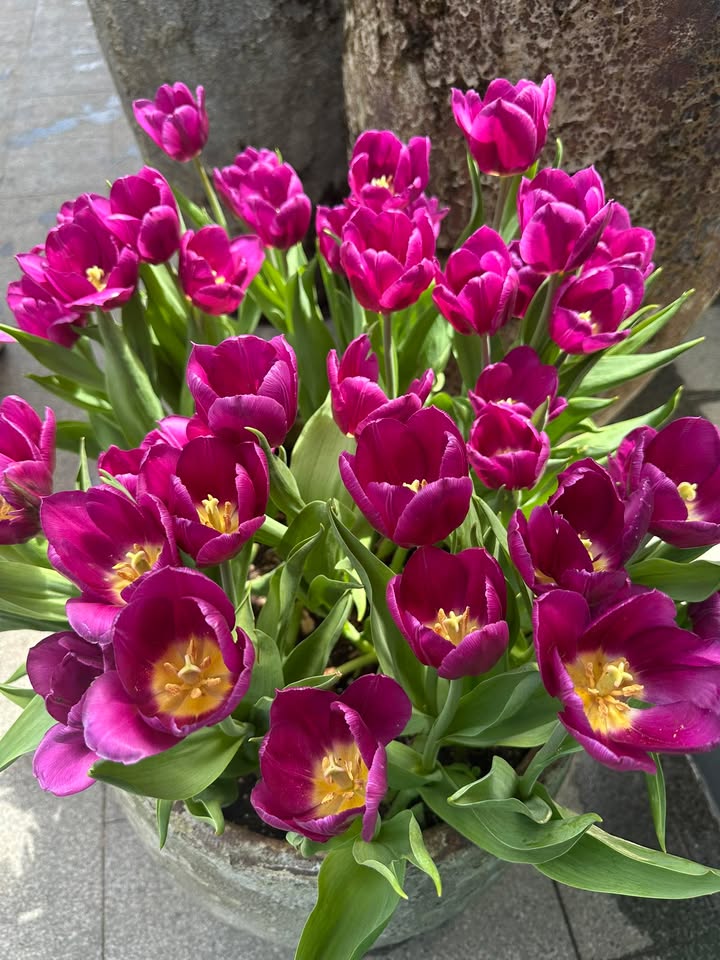 Đất nền Thị trấn Phước An, Krông Pắc - 318m² - Sổ TC, Giá đầu tư 3.2 tỷ