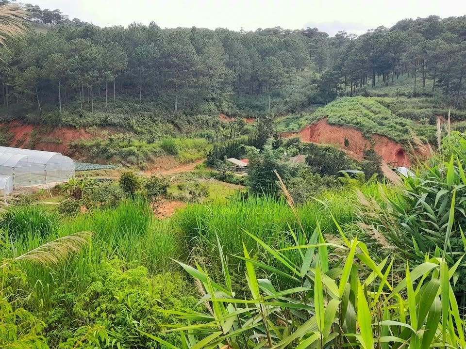 Đất nền Trần Thái Tông Đà Lạt 605m² - Đường to ô tô, view rừng thông!