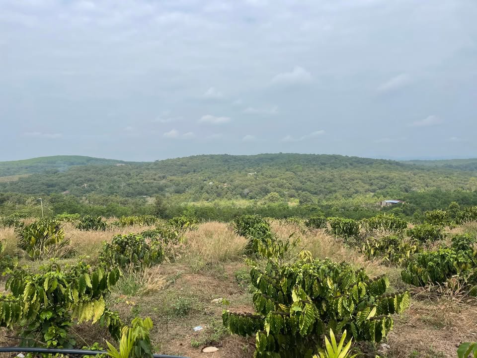 Bán Gấp Đất Vườn 4.5ha Đắk Nông - Sổ Đỏ Chính Chủ, Giá 8.2 Tỷ