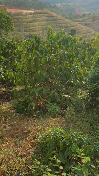 Đất Nền 1.5ha Quảng Tân, Tuy Đức - Tiềm Năng Đầu Tư Sinh Lời Vượt Trội