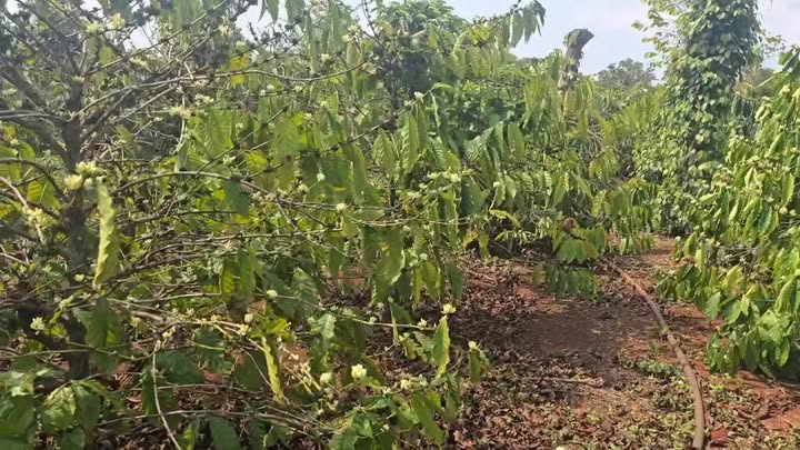 Đất Farm Đắk Nông 1.8ha giá 2.7 tỷ - Sổ đỏ chính chủ!