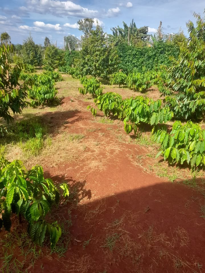 Đất nền Cư M'gar, Đắk Lắk 6.7ha - Pháp lý rõ ràng, bán gấp