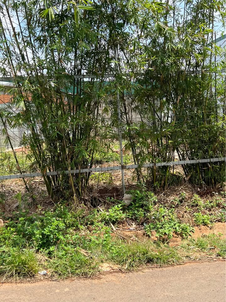 Đất Đặng Tất - Buôn Ma Thuột 216m² Full Thổ Cư - Giá 6 Tỷ