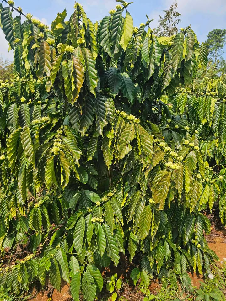 Đất Vườn Phường Cư Bao Buôn Ma Thuột 1.65ha - Giá Đầu Tư Tốt!