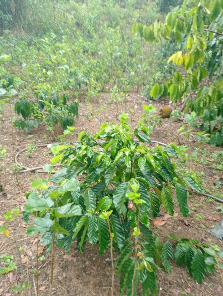 Đất nền Lộc Đức Bảo Lâm 7200m² - Hạ tầng hoàn thiện, sẵn điện nước!