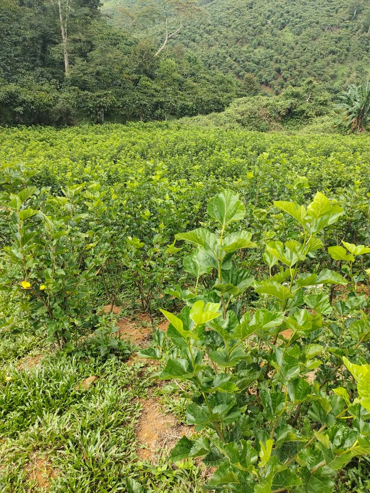 Bán Gấp 7400m² Đất Trồng Dâu, Sổ Đỏ Sẵn - Bảo Lộc, Lâm Đồng