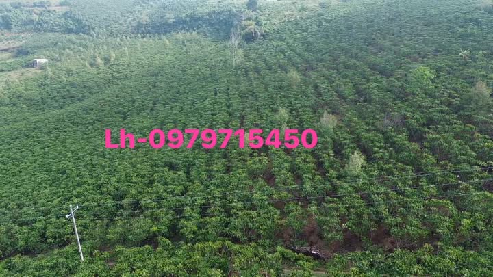 Bán Gấp Đất 1 Ha Vườn Trái Cây Sổ Hồng, Lộc Đức, Bảo Lâm, Lâm Đồng