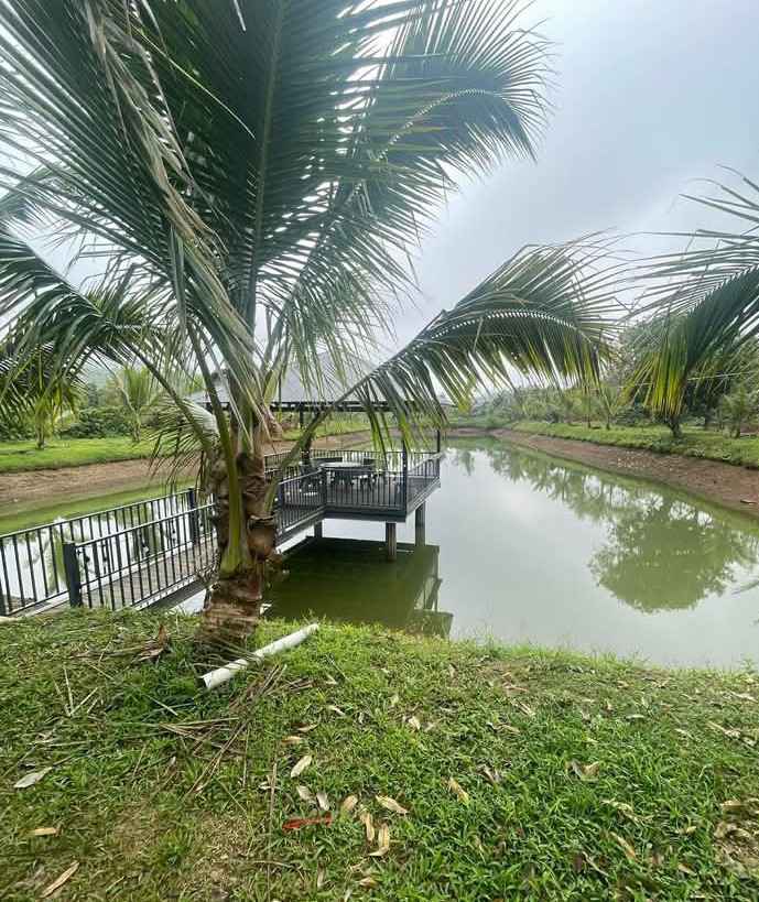 Đất Cà Phê 2.3 Hecta Lộc Ngãi, Bảo Lâm - Có Lò Sấy, Sổ Hồng