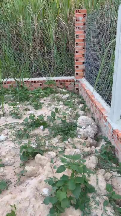 Đất nền Ninh Điền 528m² giá 860 triệu - Sổ đỏ chính chủ!