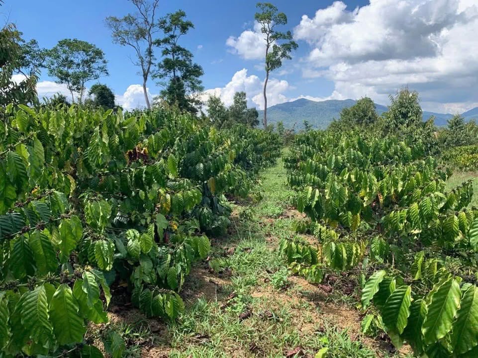 Đất Lộc Phú, Bảo Lâm 2916m² Sổ Đỏ Giá 2.8 Tỷ - Cơ Hội Đầu Tư Sinh Lời